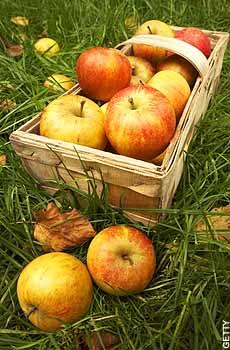Selection Of Apples