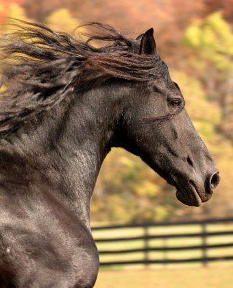 Dal And Nikki's Horse